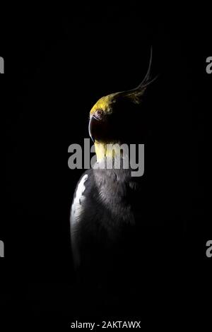 Cockatiel Portrait auf schwarzem Hintergrund, dramatische Beleuchtung Stockfoto