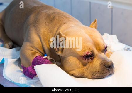 Amerikanischer Bully-Hund brütet nach der Operation mit Entropion und Hornhautgeschwür Stockfoto