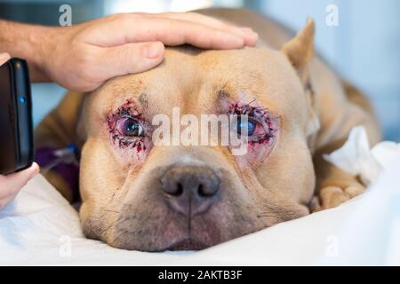 Amerikanischer Bully-Hund brütet nach der Operation mit Entropion und Hornhautgeschwür Stockfoto