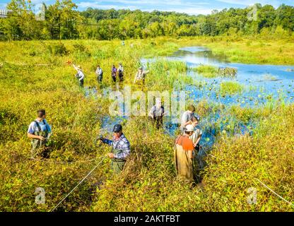 Studenten durch die sumpfigen Feuchtgebiete von patuxent Wetlands Park in Lothian, Maryland Wade. Stockfoto