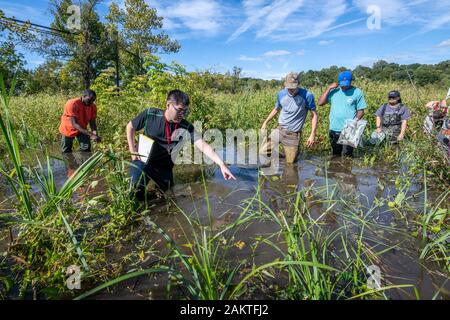 Studenten durch die sumpfigen Feuchtgebiete von patuxent Wetlands Park in Lothian, Maryland Wade. Stockfoto