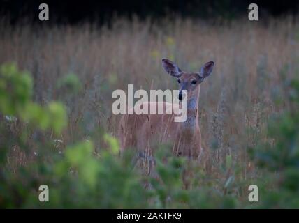 Weißwedelhirsche stehen auf Alarm in einem großen, grünen Wiese in Kanada Stockfoto