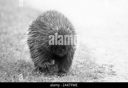 Krümmungsanalyse mit Stacheln Krümmungsanalyse mit Stacheln zu Fuß entlang der Spur im Sommer in Kanada Stockfoto