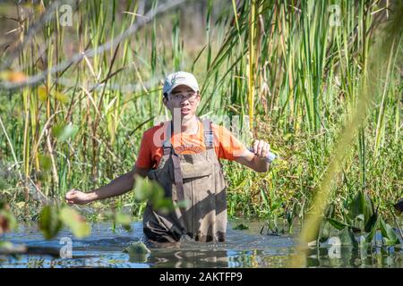 Studenten durch die sumpfigen Feuchtgebiete von patuxent Wetlands Park in Lothian, Maryland Wade. Stockfoto