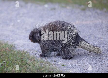 Krümmungsanalyse mit Stacheln Krümmungsanalyse mit Stacheln zu Fuß entlang der Spur im Sommer in Kanada Stockfoto