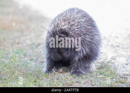 Krümmungsanalyse mit Stacheln Krümmungsanalyse mit Stacheln zu Fuß entlang der Spur im Sommer in Kanada Stockfoto