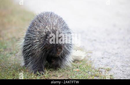 Krümmungsanalyse mit Stacheln Krümmungsanalyse mit Stacheln zu Fuß entlang der Spur im Sommer in Kanada Stockfoto