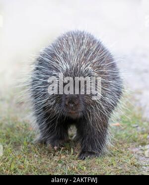 Krümmungsanalyse mit Stacheln Krümmungsanalyse mit Stacheln zu Fuß entlang der Spur im Sommer in Kanada Stockfoto