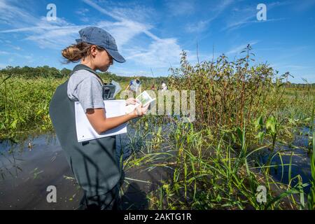 Studenten durch die sumpfigen Feuchtgebiete von patuxent Wetlands Park in Lothian, Maryland Wade. Stockfoto