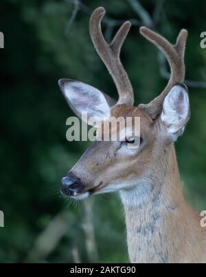 Weißschwanzbock (Odocoileus virginianus) Mit Samtgeweih im frühen Morgenlicht im Sommer In Kanada Stockfoto