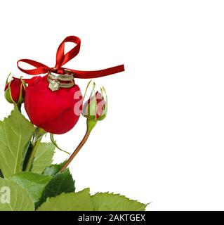 Rote Rose und zwei goldene Ringe mit Seide Schleife auf weißem Hintergrund gebunden. Hochzeit oder Verlobung Konzept. Stockfoto