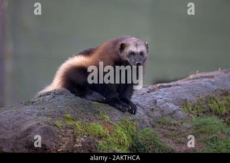 Der Vielfraß (Gulo Gulo) UNVERLIERBAREN Stockfoto