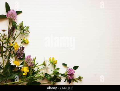 Wilde Blumen Ecke auf weißen Karton Hintergrund Stockfoto