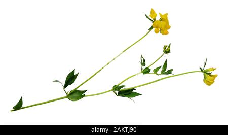 Lotus corniculatus Blumen und Blüten sowie deren Knospen, isoliert auf weißem Stockfoto