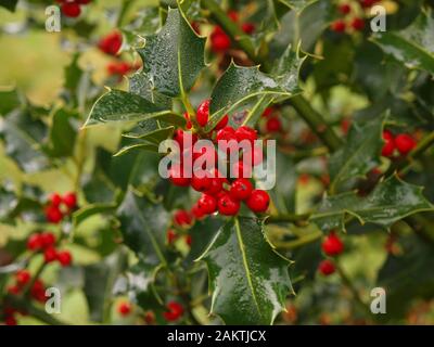 Holly Beeren und Holly Blätter Stockfoto