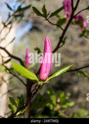 Pink Magnolia Flower closeup Stockfoto