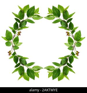 Grüne Blätter Rahmen isoliert auf weiss Stockfoto