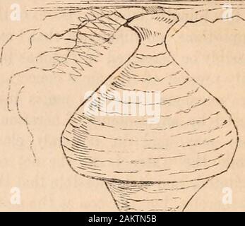 Hardwicke's Science - Klatsch: Eine illustrierte Medium der Interchange und Klatsch für Studierende und Liebhaber der Natur. Abb. 83. Nest - 25. April um 20.00 Uhr ein leinsamen. Die Wespe würde dann verwalten unter seinem Kinn tuckit und fliegt mit ihm. Wespen immer Arbeit rückwärts, removingfibers aus einem Raum ca. eine dreiviertel inchlong, und ein Achtel eines Zoll breit, so dass ein wetmark auf dem Holz. Abb. 84. Nest - April 2 Kzh, um 8 Uhr einen Wren begann ihr Nest bauen in ein kleines Loch ina Wand, wo ein Stück brick herausgezogen worden waren. Nach beobachtete sie für einige Tage, haben wir festgestellt, dass die Stockfoto