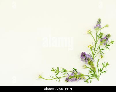 Wilde Blumen Ecke auf weißem Papier Hintergrund Stockfoto