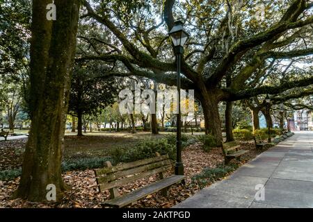 Die lebenden Eichen sind Savannahs Lieblingsbaum, verzaubern Straßen, Parks und Friedhöfe in der ganzen Stadt.