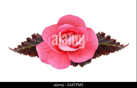 Rosa Begonia flower Isolated On White Stockfoto