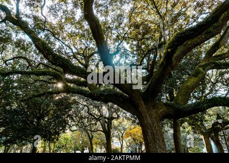 Die lebenden Eichen sind Savannahs Lieblingsbaum, verzaubern Straßen, Parks und Friedhöfe in der ganzen Stadt. Stockfoto