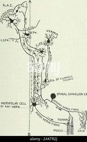 Angewandte Anatomie und Kinesiologie; der Mechanismus der Muskelbewegung. Erkenntnisse - eine Art, die die Macht zu theneighboring Nervenzelle zu handeln und eine andere Art, das über Denanschluss der Hemmung angeregt hat. Ein sensorischer Axone in der Schnur, zum Beispiel, haben einige Sicherheiten Filialen mit anregenden und einige withinhibiting enden; auf diese Weise es gibt Anlass zu koordinierten actionby anregende einige Muskeln zu handeln und die Hemmung der Anderen. Theassociation Nervenzellen, die der Kabel und die pyramidenförmige Gruppe ist, müssen, wenn die Theorie richtig ist, haben beide Arten von Endungen. Thetheory ist, dass ein Singen Stockfoto