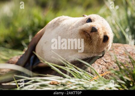 Blondes Fell seal Pup, Südgeorgien, Antarktis Stockfoto