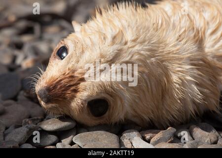 Blondes Fell seal Pup, Südgeorgien, Antarktis Stockfoto