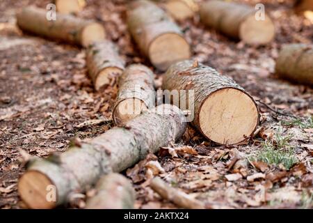 Frisch geschnittene Baumstämme von Kiefern auf dem Boden liegend in den Wald am Moritzberg in der Nähe von Haimendorf/Leinbugr, Deutschland, Ende März 201 Stockfoto