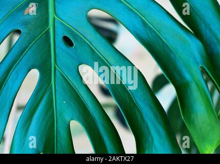 Grünes Blatt aus Monstera Nahaufnahme, geblümter Hintergrund Stockfoto