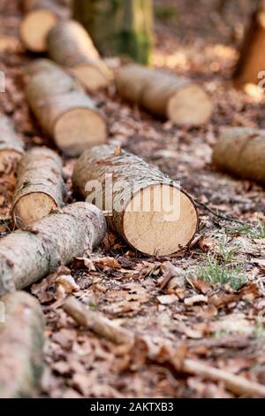 Frisch geschnittene Baumstämme von Kiefern auf dem Boden liegend in den Wald am Moritzberg in der Nähe von Haimendorf/Leinbugr, Deutschland, Ende März 201 Stockfoto