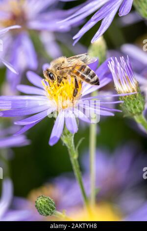 Die europäische Honigbiene - Apis Mellifera -, meist einfach Biene oder Honigbiene genannt, gehört zur Familie der echten Bienen. Sie ist in Europa verbreitet, Afr Stockfoto