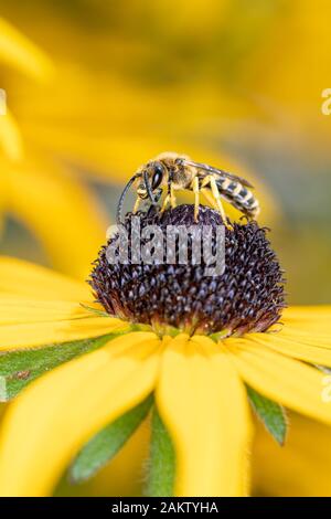 Halictus scabiosae, die große gebänderte Furchenbiene oder Honigbiene große Halictus, ist eine Bienenart in der Familie Halictidae, den Schwitzbienen. Stockfoto