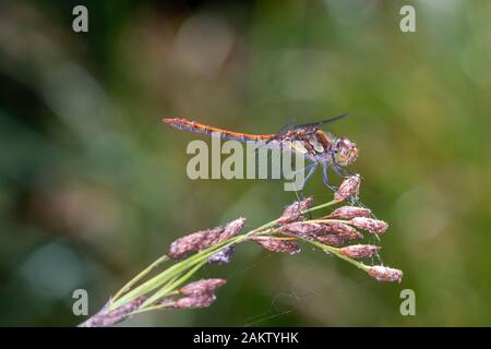 Die gewöhnliche Darterlibelle (Sympetrum vulgatum) ist eine Libellenart aus der Familie der Libellen (Libellulidiums). Es handelt sich um eine große Familie d Stockfoto