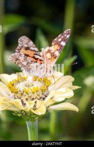 Vanessa Cardui ist ein bekannter bunten Schmetterling, bekannt als der Distelfalter oder in Nordamerika als das cosmopolitan Stockfoto