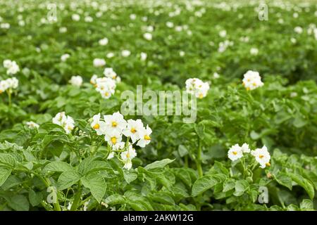 Kartoffelpflanzen, die während der Vegetation mit weißen Blumen und jungen Blättern auf dem Feld blühen, agrarischer Hintergrund, wachsen Ihre eigenen und ökologischen Lebensmittel Agribusinen Stockfoto