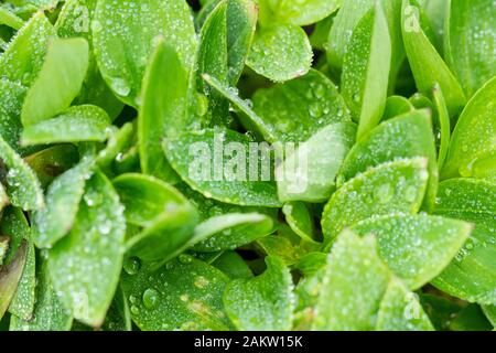 Der Wasserregen fällt auf den Blättern der "alstroemeria inticancha sunshine"-Pflanze im Winter, England, Großbritannien Stockfoto