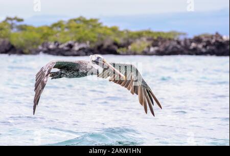 Brown Pelican auf dem Flug vor Isabela Island auf dem Galapagos Stockfoto