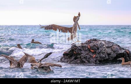 Brown Pelican auf dem Flug vor Isabela Island auf dem Galapagos Stockfoto