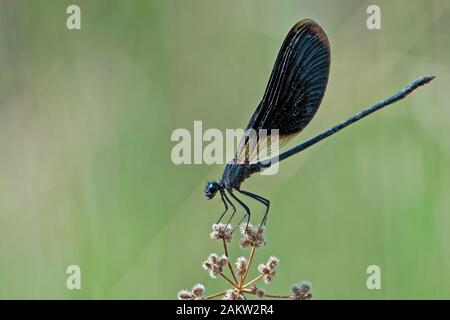 Calopteryx haemorrhoidalis, männliche Damselfliege. Stockfoto