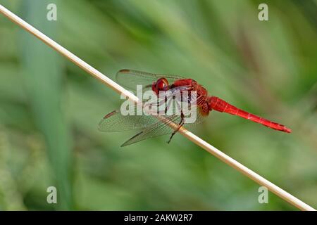 Scharlach, Dragonfly, Crocothemys erithraea. Stockfoto