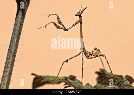 Empusa pennata. Stockfoto