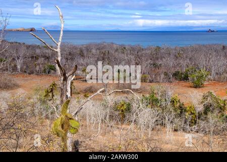 Blick auf die Pega-Pega-Bäume auf der Insel Santa Cruz und Blick auf die Insel Rabida in der Ferne, Galapagos Stockfoto