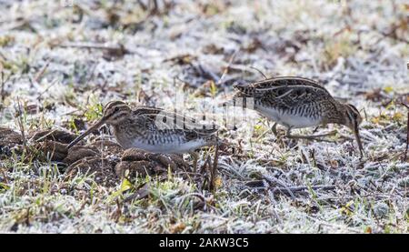 Seitenansicht nah oben, britische Schnepfenvögel (Gallinago gallinago) zwei zusammen isoliert im Freien bei Winterfrost, pekkiert in gefrorenem Boden mit langem Schnabelschnabel. Stockfoto