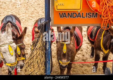 Ein Foto von Esel eine Pause von der Bereitstellung eselreiten am Strand von Great Yarmouth in Norfolk, Großbritannien. Stockfoto