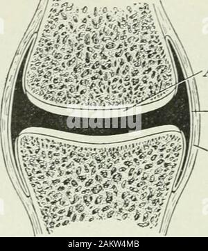 Angewandte Anatomie und Kinesiologie; der Mechanismus der Muskelbewegung. ein. Wir brauchen nicht nur whataction einen Muskel in der Lage ist, durch seine Position und Nutzen durchzuführen, butalso Was, im konkreten Fall der Übung, das Nervensystem callsupon, es zu tun, und wenn es erlaubt es Leerlauf zu liegen, zu lernen. Einige der Duchennesmost brillante Entdeckungen durch elektrische Stimulation havebeen gezeigt irreführend sein, da die Beobachtung des livingbody zeigt, dass bestimmte Muskeln, die in anexercise helfen konnte eigentlich nie. Das Interesse der Schüler von kinesiologie ist von Con stimuliert ständig r Stockfoto
