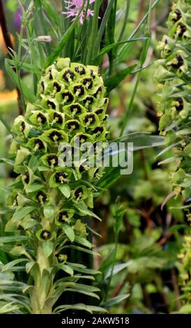 Euphorbia Characias "Black Pearl" (mediterrane Spring) Wird auf der Harrogate Spring Flower Show präsentiert. Yorkshire, England, Großbritannien. Stockfoto