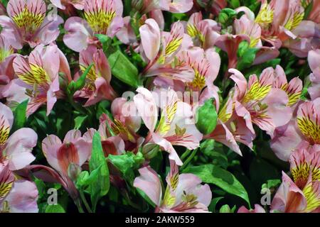 Lachsrosa Alstroemeria "Charm" (peruanische Lilie) Blumen auf der Harrogate Spring Flower Show. Yorkshire, England, Großbritannien. Stockfoto