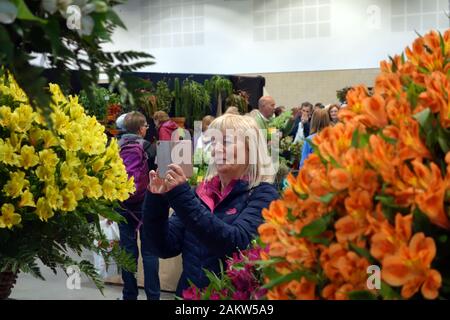 Frau, Die Fotos mit dem iPhone von Alstroemeria (peruanische Lilie) Auf der Harrogate Spring Flower Show zeigt. Yorkshire, England, Großbritannien. Stockfoto